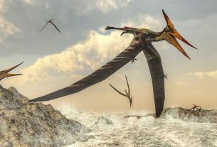 Here is one of the largest flying reptiles ever discovered