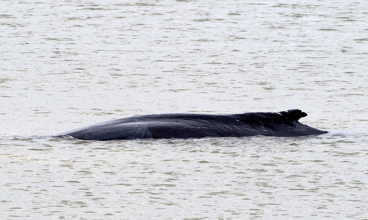 A humpback whale swimming in the Thames spotted near London a few days ago