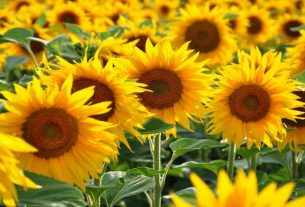 Solar energy: they created "artificial sunflowers" that lean toward the light