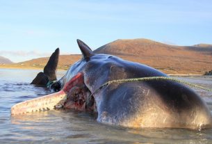 A sperm whale found dead with 100 kilos of waste in the belly