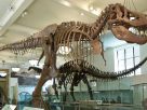 New Study dwarf T-Rex would never have existed