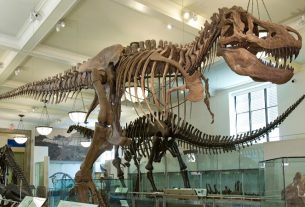 New Study dwarf T-Rex would never have existed