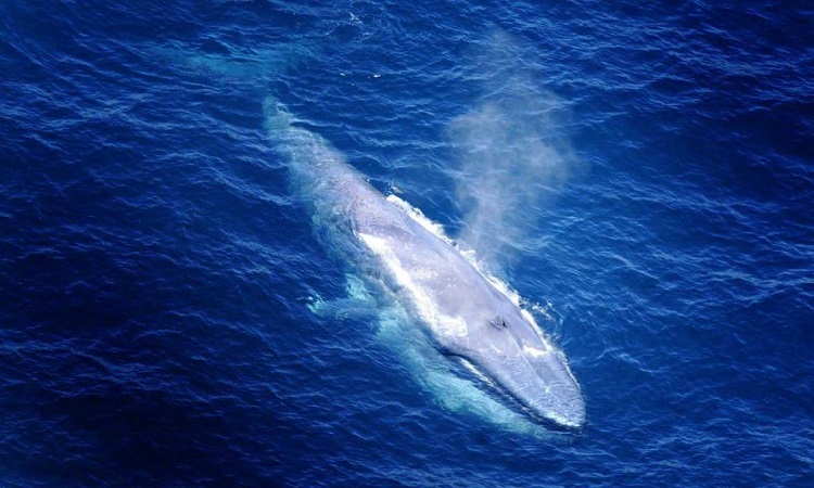 A surprising number of blue whales seen in South Georgia