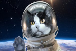 Cat in space: France pioneering feline space exploration?