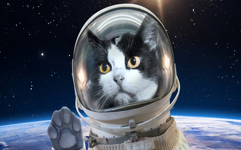 Cat in space: France pioneering feline space exploration?