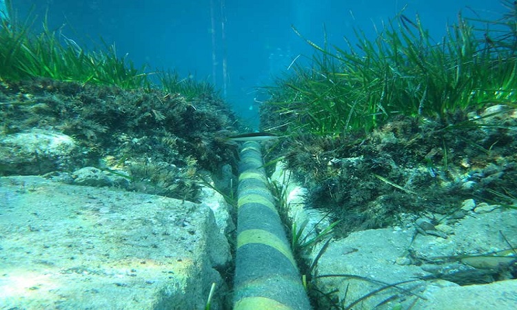 Lobsters develop malformations in the presence of submarine cables