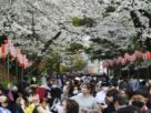 Japan's sakura trees bloom earlier due to climate change