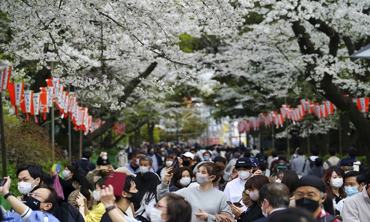 Japan's sakura trees bloom earlier due to climate change