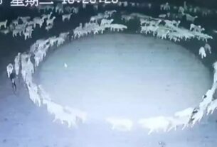 China: the mystery of the herd of sheep going around in circles