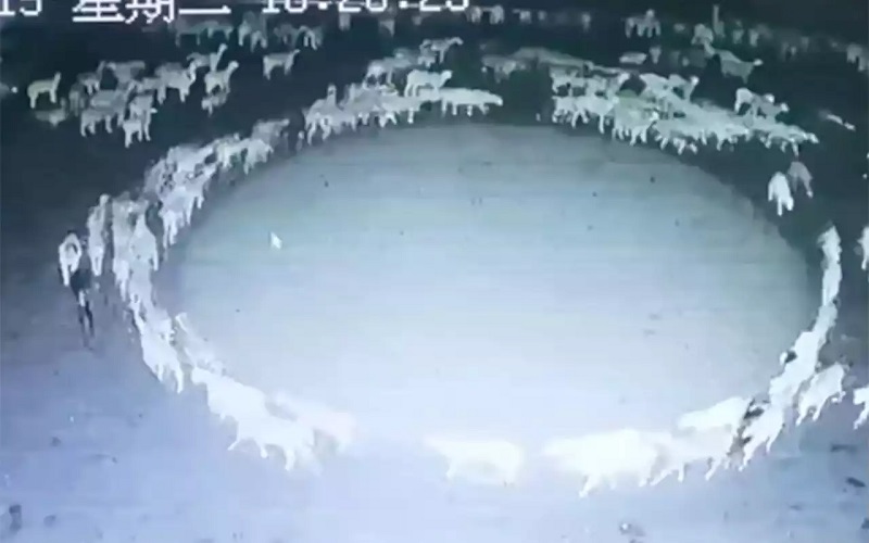 China: the mystery of the herd of sheep going around in circles